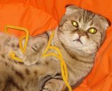 кот.jpg
